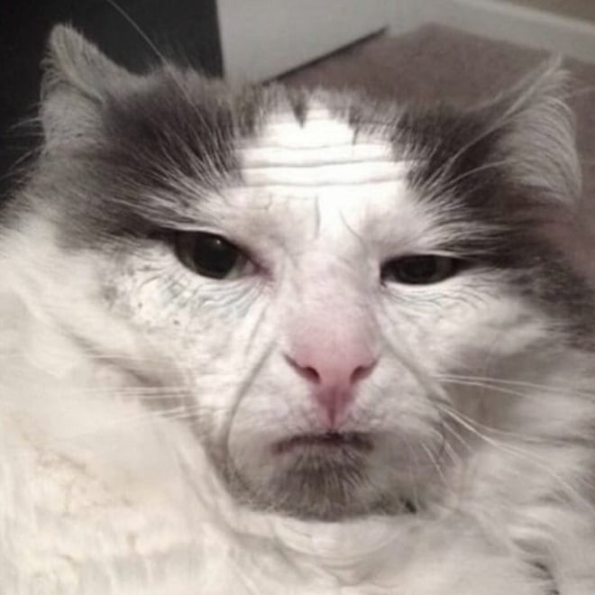20 meilleurs memes de chats